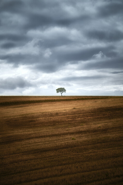 My Lone Tree